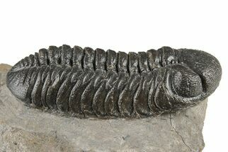 2.5" Detailed Austerops Trilobite - Ofaten, Morocco - Fossil #204238