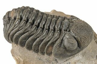 2.2" Detailed Morocops Trilobite Fossil - Morocco - Fossil #204247