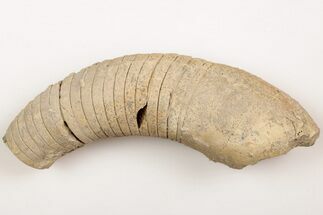 Ordovician, Oncoceratid (Richardsonoceras) Fossil - Wisconsin #204253