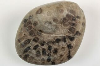 Polished Petoskey Stone (Fossil Coral) - Michigan #204792