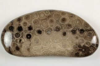 Large, Polished Petoskey Stone (Fossil Coral) - Michigan #204794