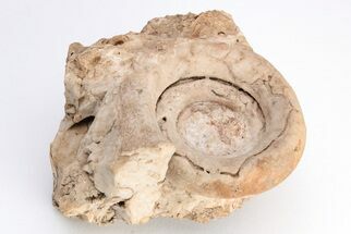 Ordovician Gastropod (Maclurites) - Missouri #204284