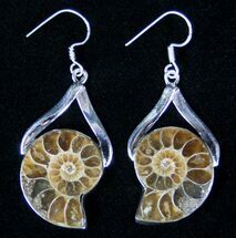 Ammonite Fossil Earrings - Sterling Silver #12773