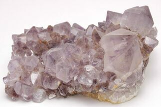 Cactus Quartz (Amethyst) Crystal Cluster - Huge Crystals! #206120