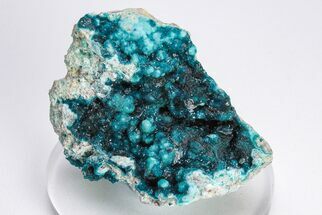 Vibrant Blue Veszelyite Cluster on Hemimorphite - Congo #206106