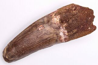 Real Spinosaurus Tooth - Robust Tooth #206177