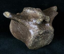 Beautiful Thescelosaurus Vertebrae - Montana #12837