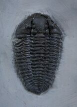 Large / Inch Calymene Niagarensis Trilobite #2138