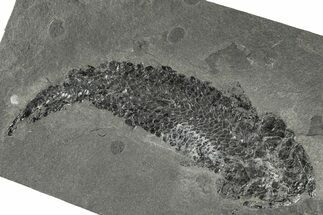 Devonian Lobe-Finned Fish (Osteolepis) - Scotland #206432