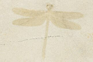 Fossil Dragonfly (Stenophlebia?) - Solnhofen Limestone #206600