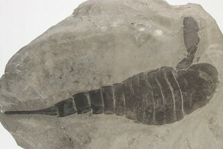 Eurypterus (Sea Scorpion) Fossil - New York #206609