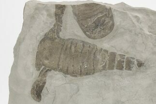 Eurypterus (Sea Scorpion) Fossil - New York #206610