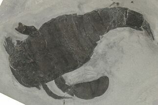 Eurypterus (Sea Scorpion) Fossil - New York #206616
