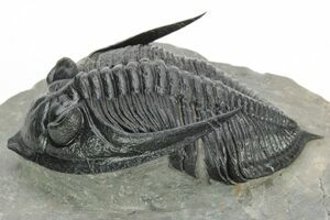 小物 FOSSIL Zlichovaspis & Odontochile Trilobites For Sale - FossilEra.com