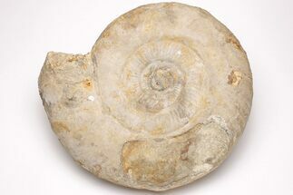 Jurassic Ammonite (Parkinsonia) Fossil- England #206848