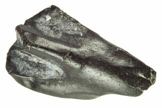 Fossil Iguanodon (Mantellisaurus) Tooth - England #206551