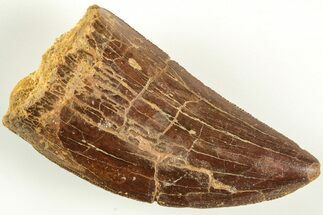 Serrated, Carcharodontosaurus Tooth - Real Dinosaur Tooth #207021