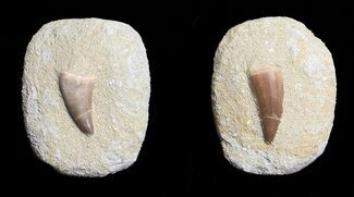 Fossil Mosasaur Teeth In Rock - Morocco #207301