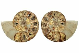 Cut Ammonite Fossil From Madagascar - Crystal Pockets! #207125