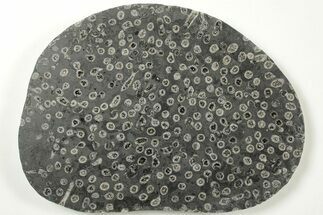 Polished Fossil Coral (Lithostrotion) - England #207092