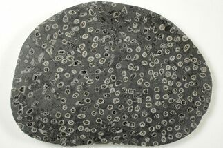 Polished Fossil Coral (Lithostrotion) - England #207093