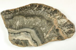 Triassic Aged Stromatolite Fossil - England #207073
