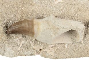 Fossil Rooted Mosasaur (Prognathodon) Tooth In Rock- Morocco #192513