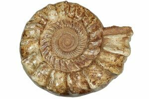 Azeeda A8 'Ammonite Fossil' Unmounted Rubber Stamp RS00030757 