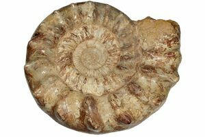 Versteinertem ammonitischen Hälfte Fossil poliert Madagaskar fse712 ✔ 100% Original 