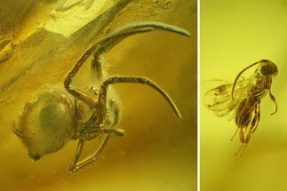Detailed Fossil Wasp (Hymenoptera) & Spider (Araneae) in Baltic Amber #207473