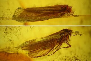 Detailed Micromoth (Microlepidoptera) In Baltic Amber #207480