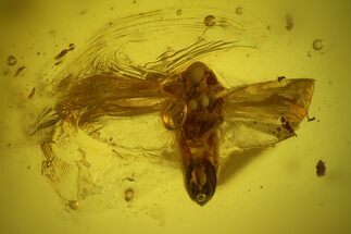 Fossil Cicada (Auchenorrhyncha) In Baltic Amber #207494