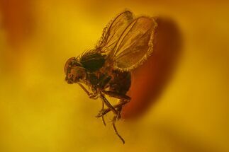 Detailed Fossil Fly (Diptera) In Baltic Amber #207520