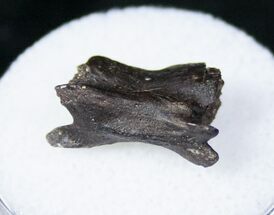 Unidentified Cretaceous Amphibian Tail Vertebrae #12815