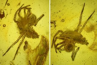 Two Fossil Spiders and a Springtail in Baltic Amber #207551