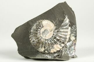 Cretaceous Ammonite (Deshayesites) Fossil - Russia #207454