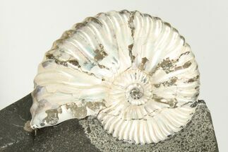 Iridescent Ammonite (Deshayesites) Fossil - Russia #207455