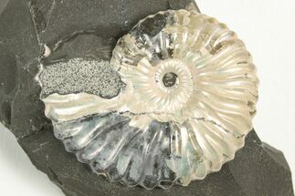 Iridescent Ammonite (Deshayesites) Fossil - Russia #207456