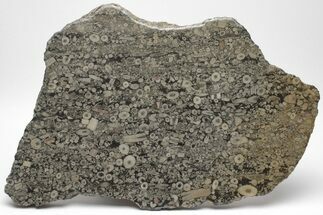 Fossil Crinoid Stems In Limestone Slab #206822