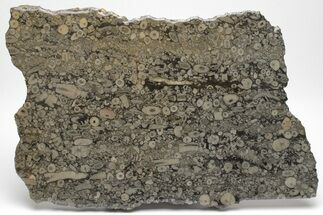 Fossil Crinoid Stems In Limestone Slab #206823