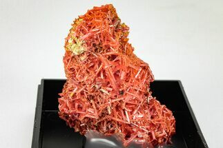 Bright Orange Crocoite Crystal Cluster - Tasmania #206936