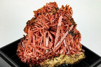 Bright Orange Crocoite Crystal Cluster - Tasmania #206939