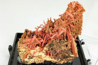 Bright Orange Crocoite Crystal Cluster - Tasmania #206949