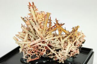 Needle-Like Gibbsite Coated Crocoite Crystals - Tasmania #206951