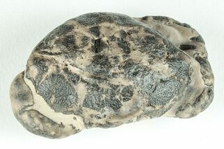 Fossil Crab (Zanthopsis) - Eocene, London Clay #206732