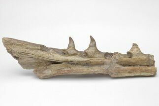Fossil Mosasaur (Platecarpus) Lower Jaw Section - Kansas #207907