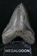 Monster Megalodon Tooth - South Carolina #12874