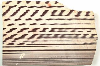 Polished Slab Of Zebra Stone (Ediacaran Microbialite?) #208116