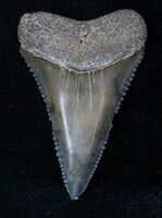 Top Quality Fossil Great White Shark Tooth - 2.34 (#24392) For Sale 