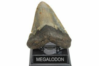 Huge, Fossil Megalodon Tooth - North Carolina #207995